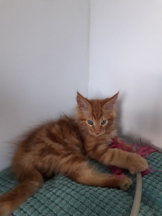 Котик Мейнкун...