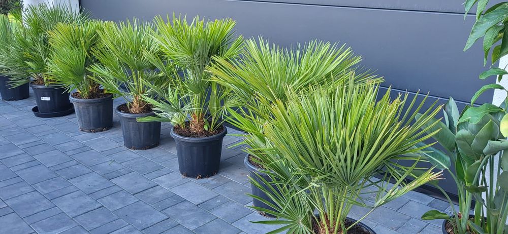 Palma Karlatka Chamaerops Humilis