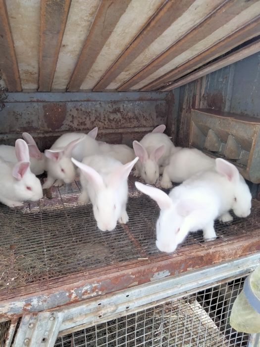 Продаю кролів Білий Панон