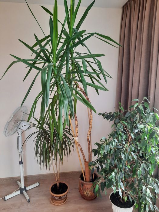 Вазон пальма юка