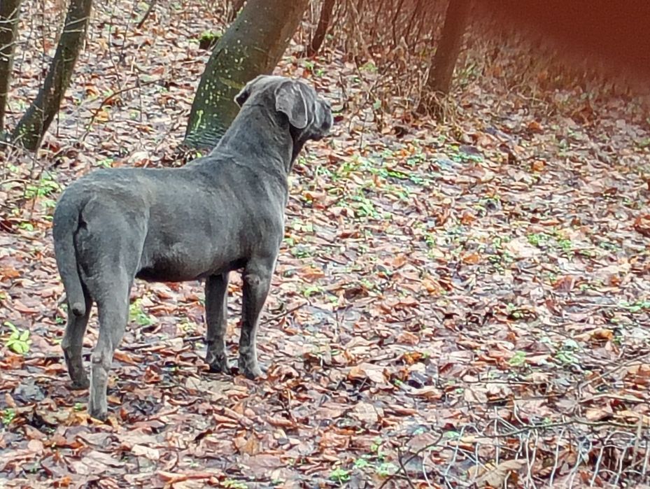Cane Corso -jasno błękitny chłopak