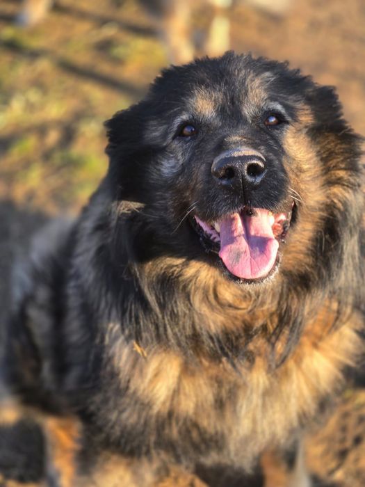 Pers - owczarek kraski do adopcji, oddam za darmo