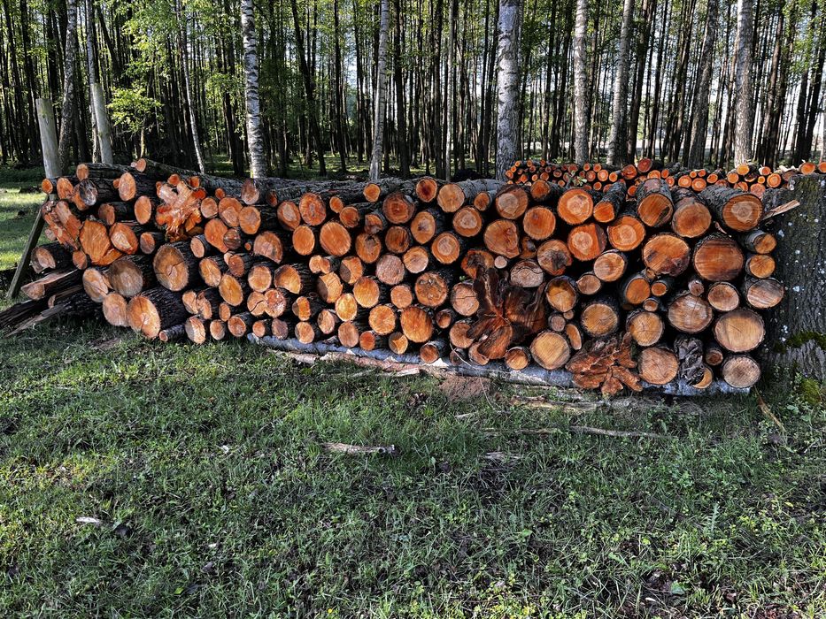 Surowa olcha na opał