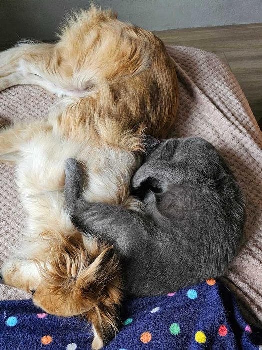 Kotka bez ogonka do odpowiedzialnej adopcji