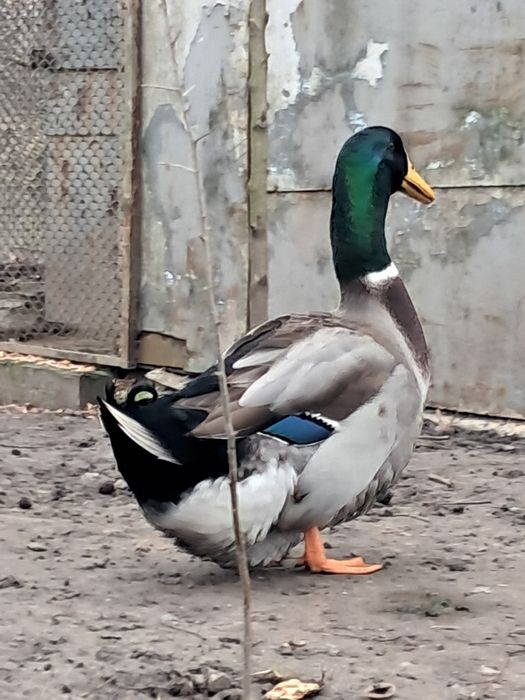 Акція. Селезні руанської качки.