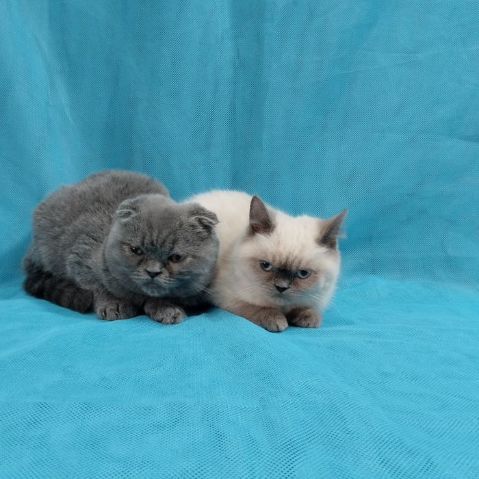 Шотландські кошенята