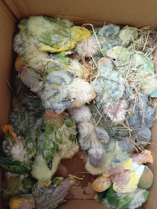 Vendo agapórnis bebes