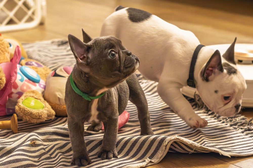 Buldog francuski szczeniak suczka niebieska blue