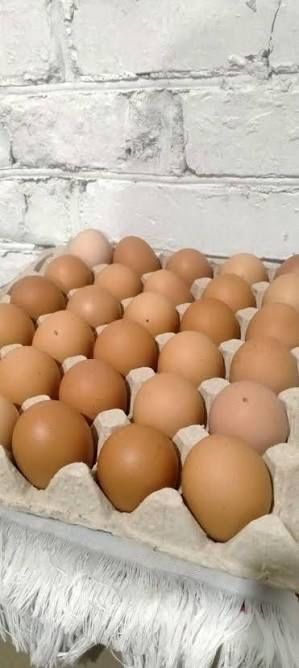 Продам яйця домашні