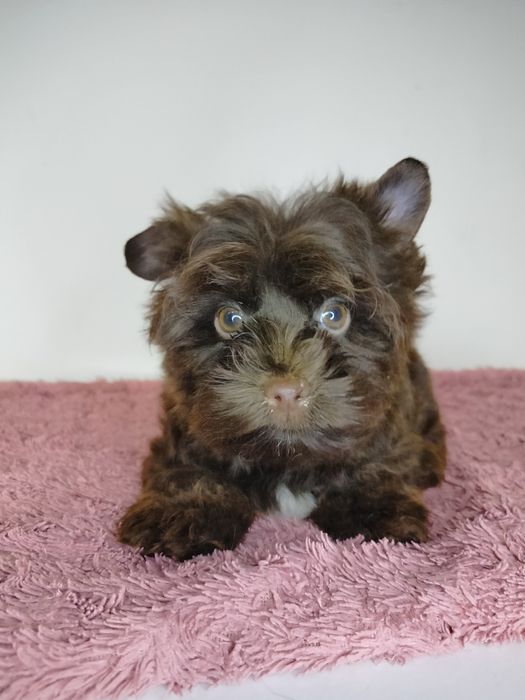 Yorkshire Terrier, choco, piesek
