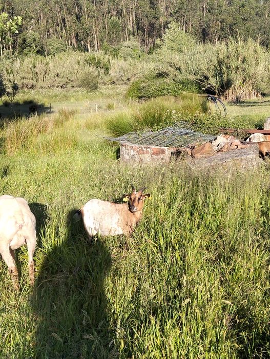 Vendo cabras micro cabras micro ana