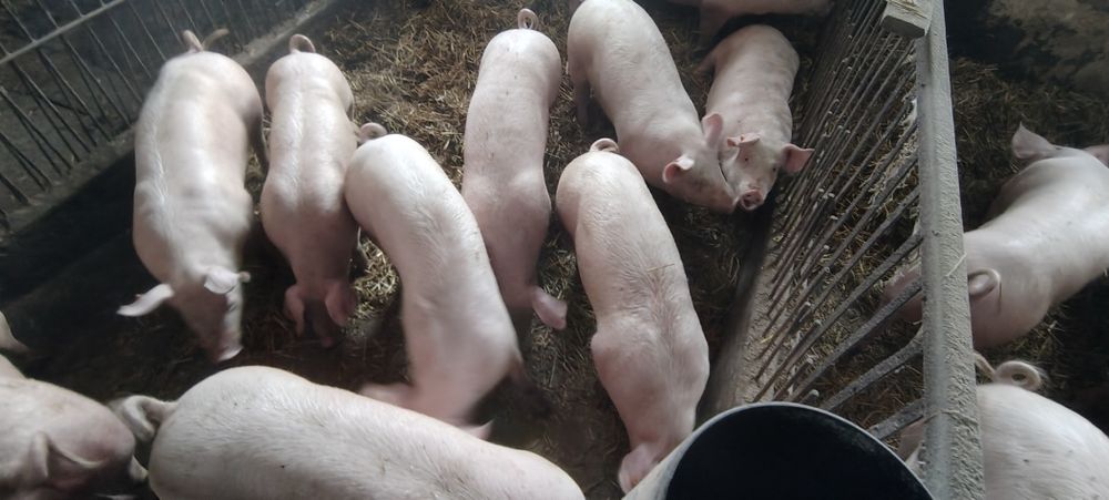 Tucznik na sprzedaż/ubój