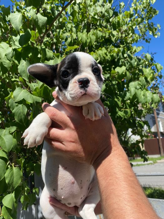 Французький бульдог