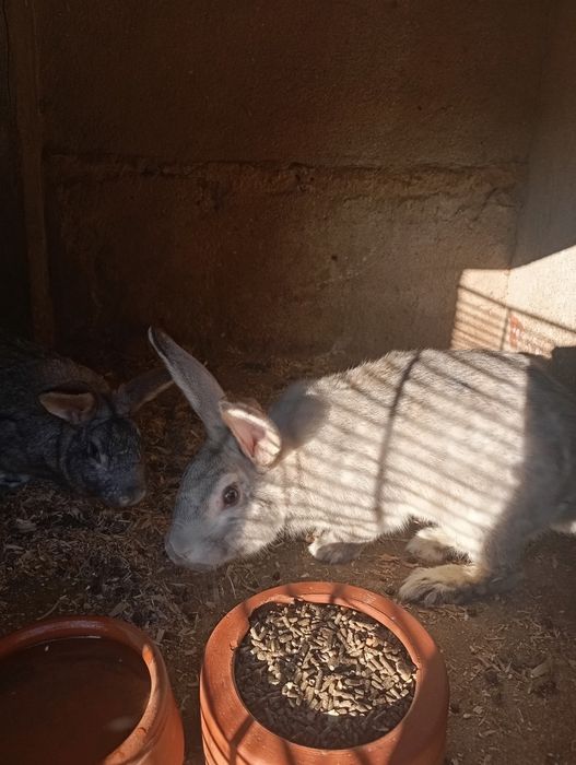 Vendo coelhos de várias idades