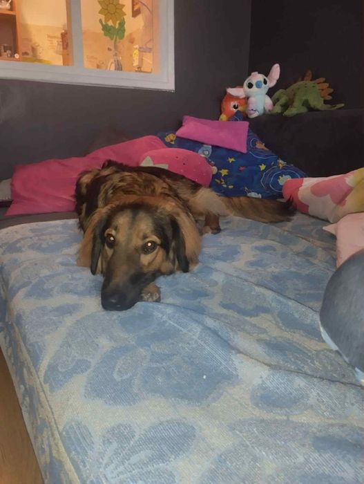 Oddam cudownego rocznego pieska