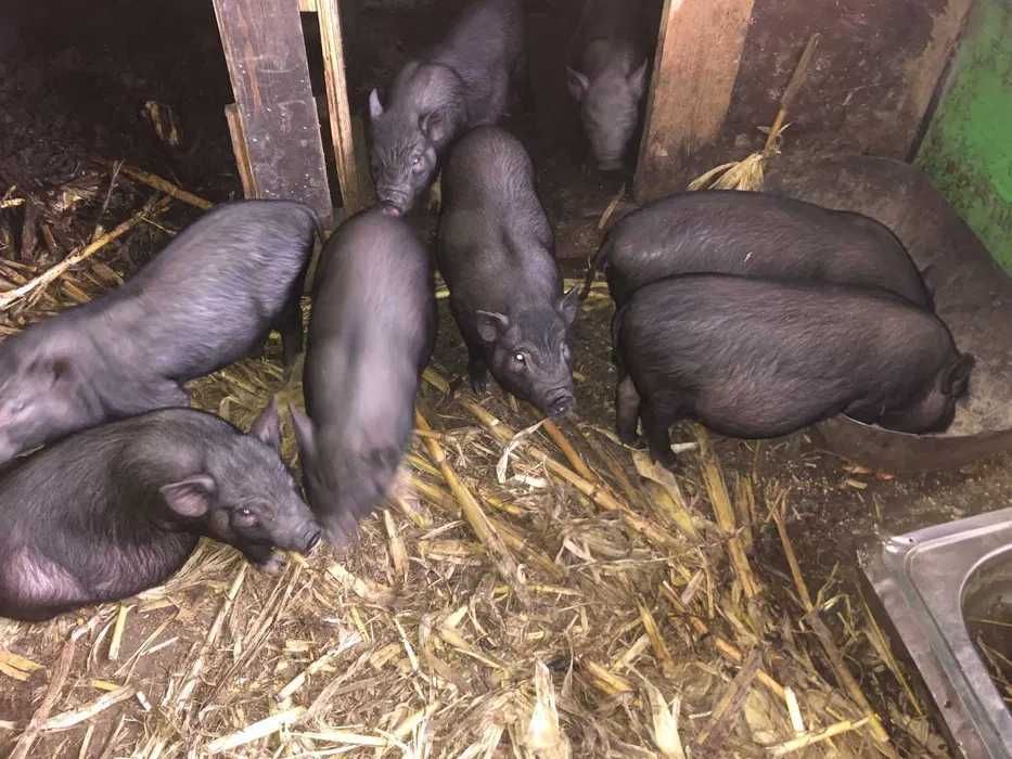 В'єтнамські поросята.