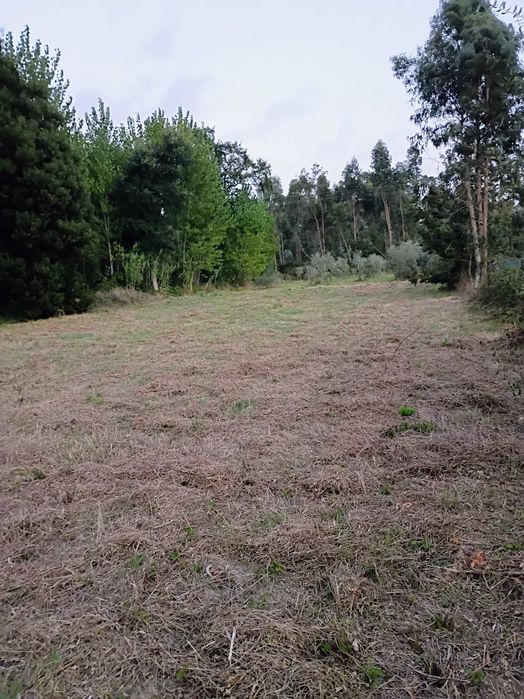 Grande Terreno 2745 M2 - Monte Arcado, Covoes