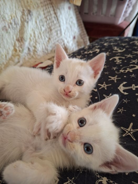 Gatinhos para adoção