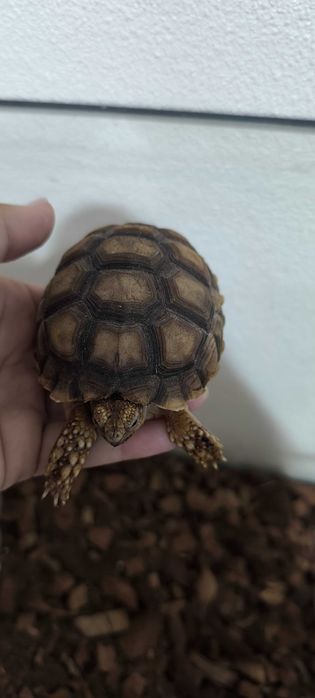 Sulcatas Africanas (duas)