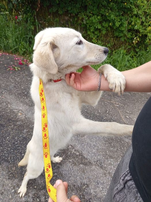 Cadelinha com 8/9 mesinhos para adopção