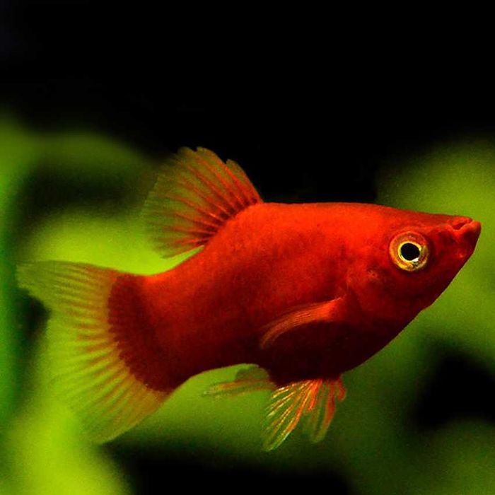 Zmienniak plamisty - Platka - Platynka - ODMIANA RED - Xiphophorus