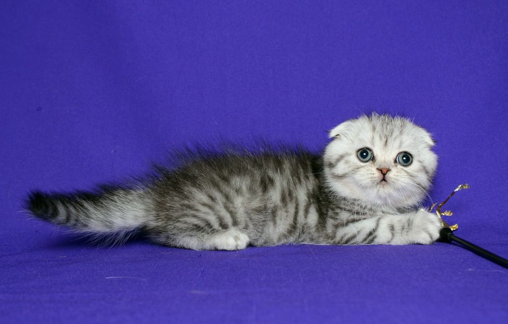 Шотландский мальчик