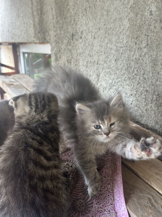 Котики в добрі руки