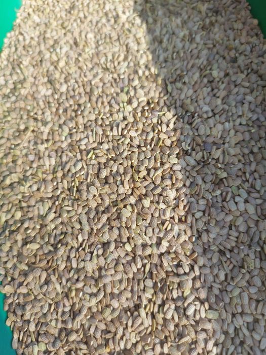 seradela 3 tony zbiór 2025 możliwa wysyłka