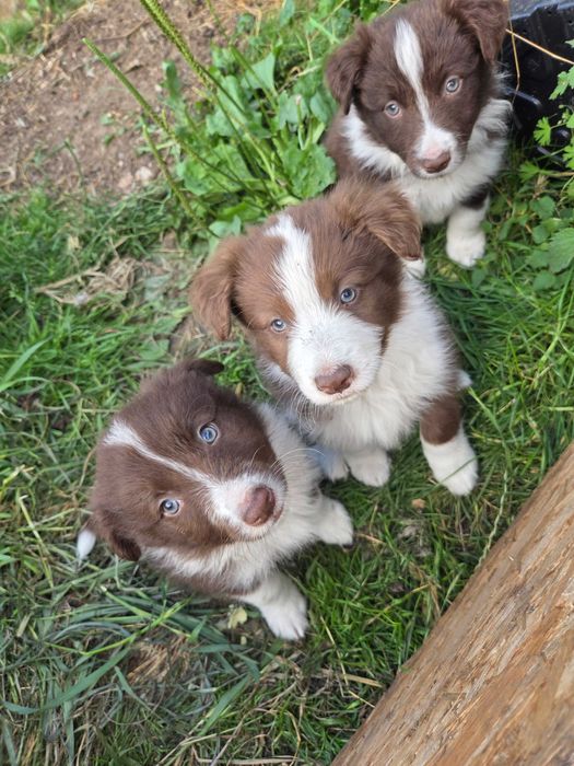 Piesek szczeniak Border Collie