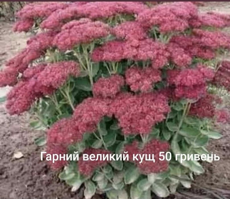 Отщиток Матрона,