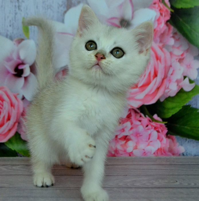 Чистокровний  британские шиншилла