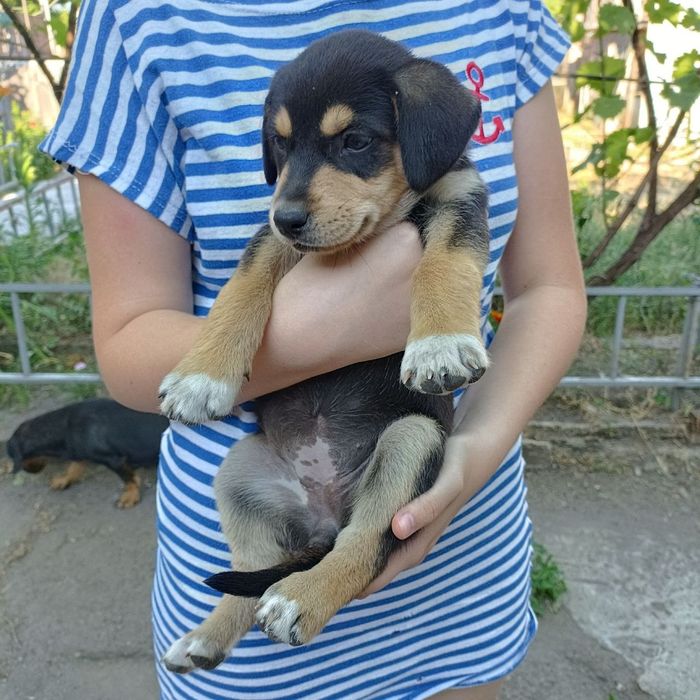 Віддам безкоштовно цуценят