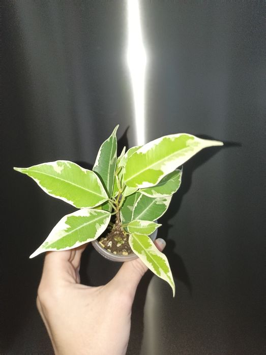 Фікус Мунлайт варієгатний фікус лимонний