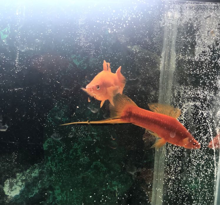 Продам Рыбок