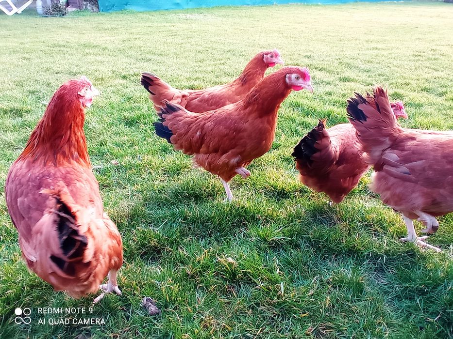 Kury Rossa leghorn zielononóżki nioski młode kokoszki na jajko