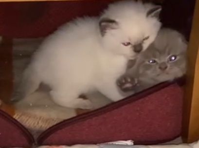 Шотландские котята в поисках любящей семьи