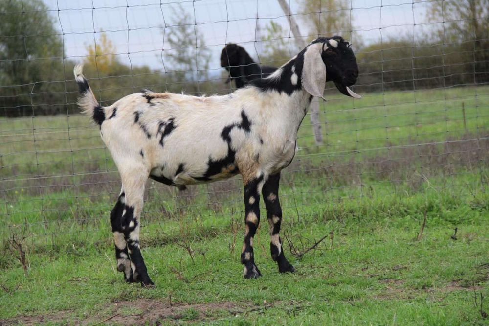 Кози і козенята Англонубійська порода
