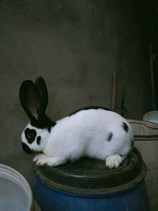 Sprzedam samce srokacze