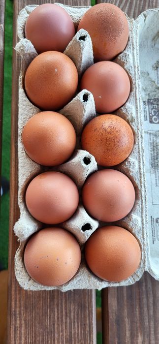 Jajka lęgowe marans