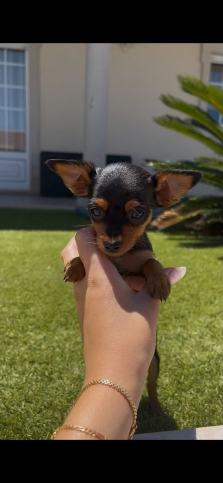 Pinscher macho miniatura