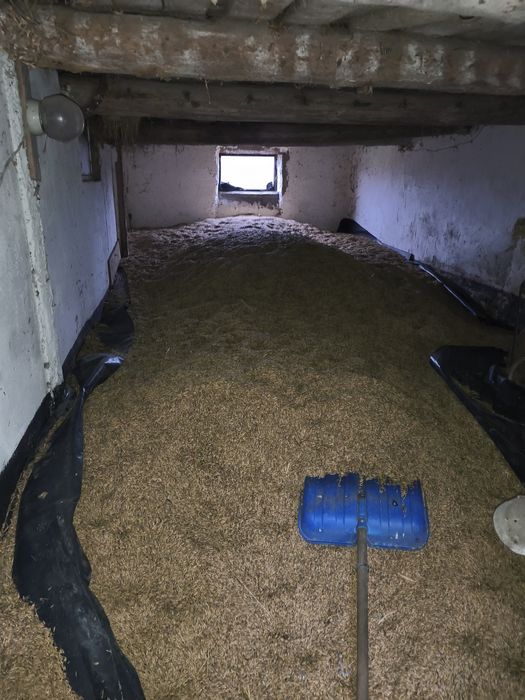 Sprzedam zborze owies