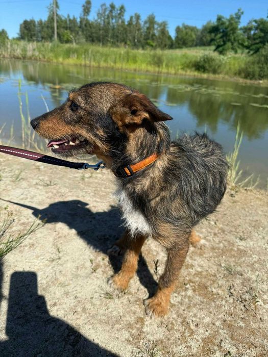 Tymek w typie teriera do pokochania i adoptowania