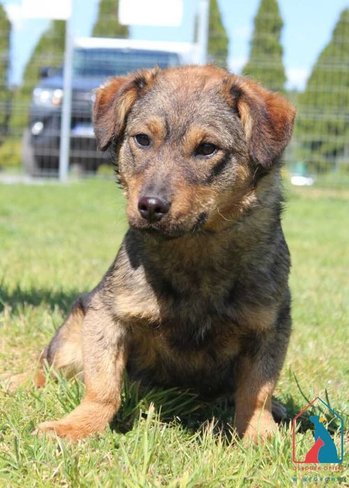 Młody piesek Żoro szuka domu