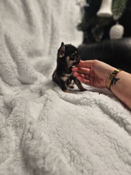 Mini sudo chihuahua