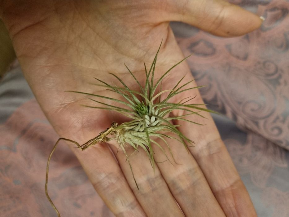 Тилландсия криптантус