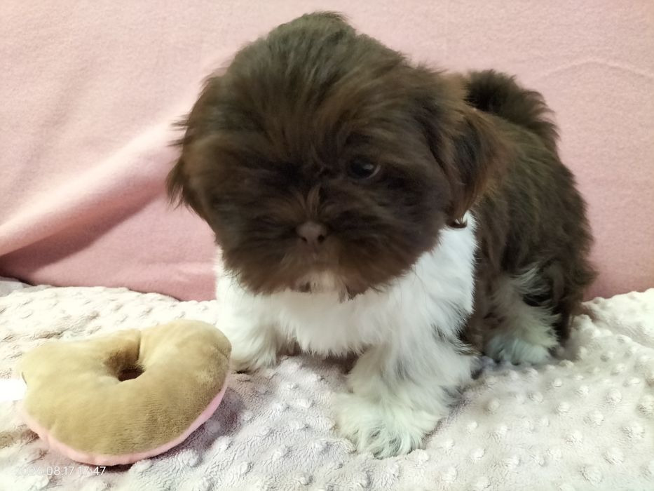 Piesek Shih tzu Rezerwacja