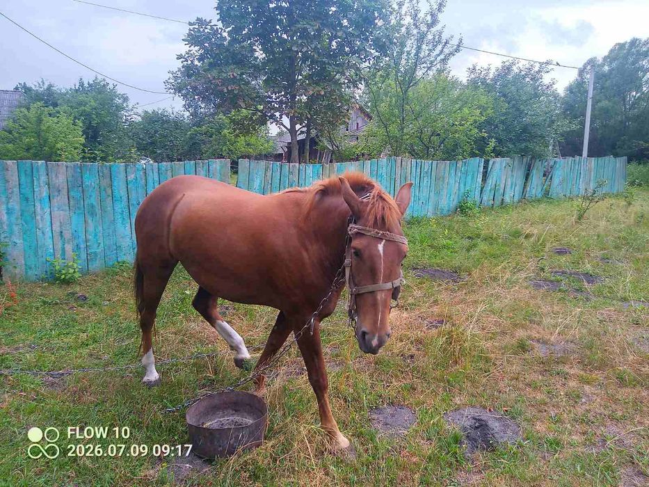 Продається кобила