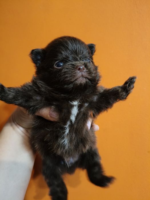 Lulu da Pomerânia linhagem Russa