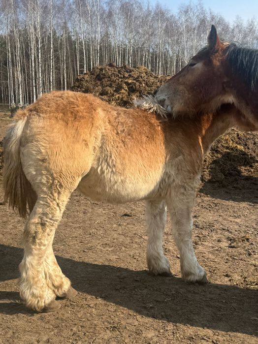 Sprzedam dwa źrebaki