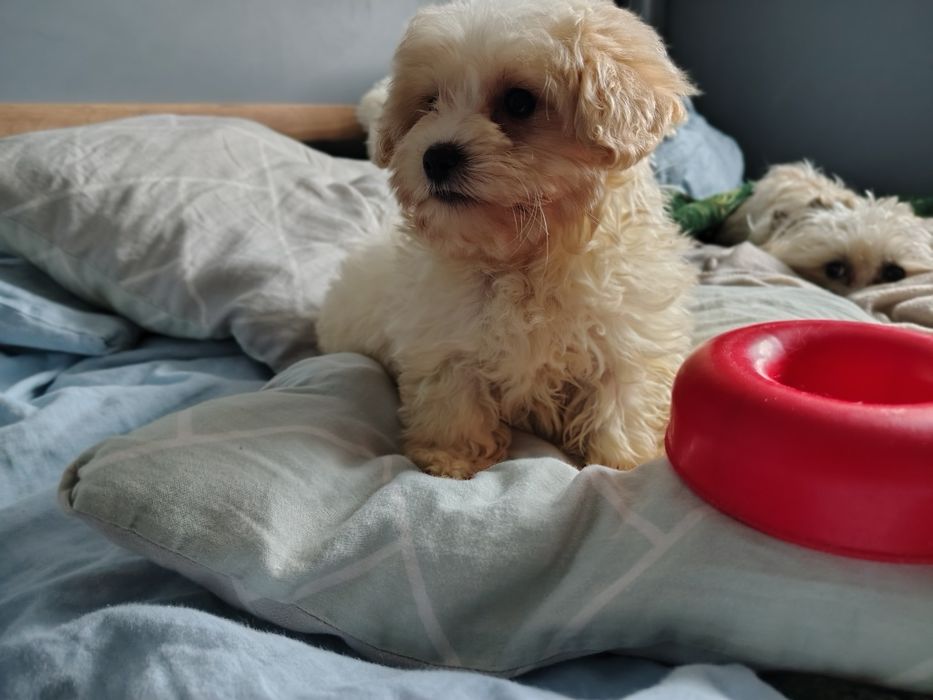 maltipoo suczka Warszawa maltańczyk pudel